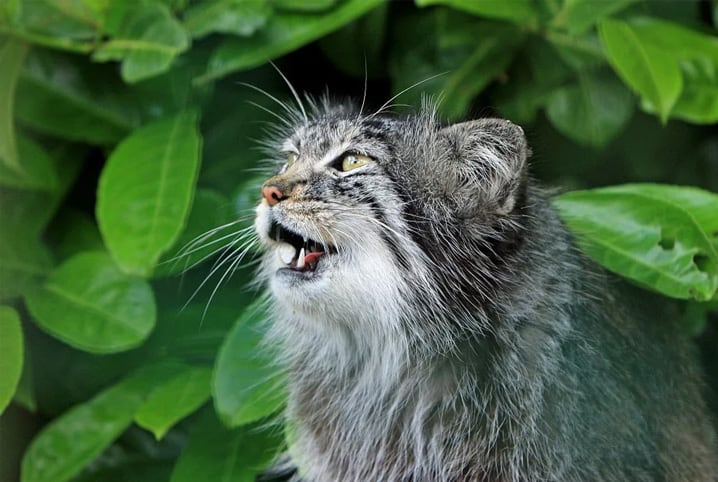 Miado de gato no cio: saiba como ajudar sua bichana