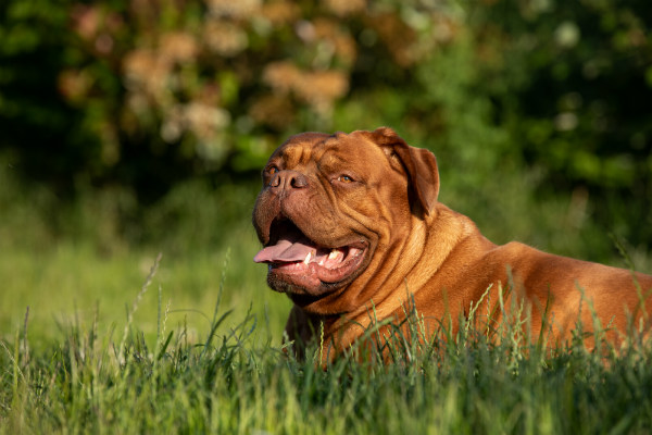 O temperamento do Dogue de Bordeaux