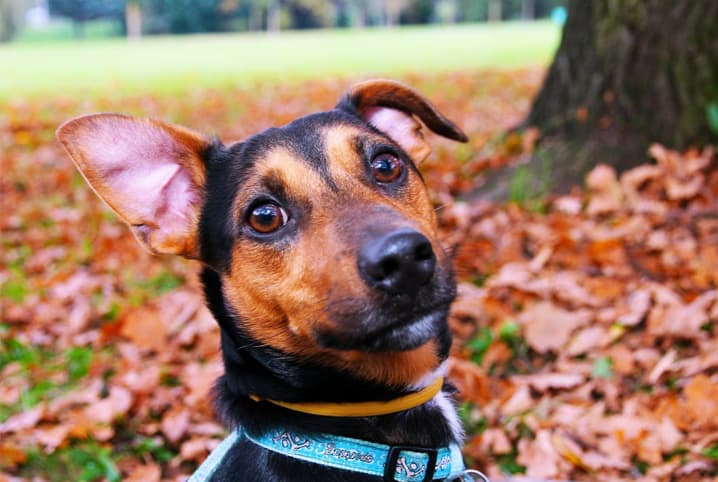 Orelha de cachorro: 8 fatos que você ainda não sabe sobre ela