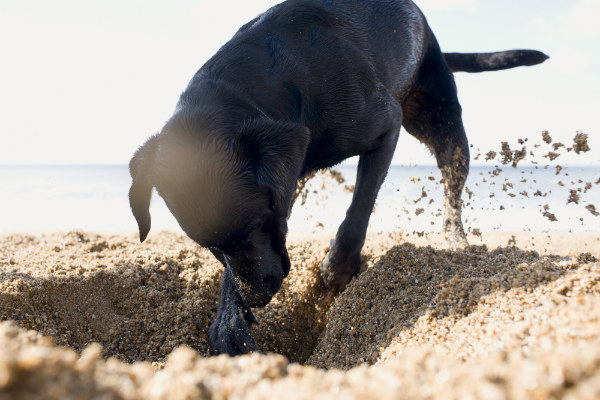 Por que os pets são proibidos na maioria das praias?