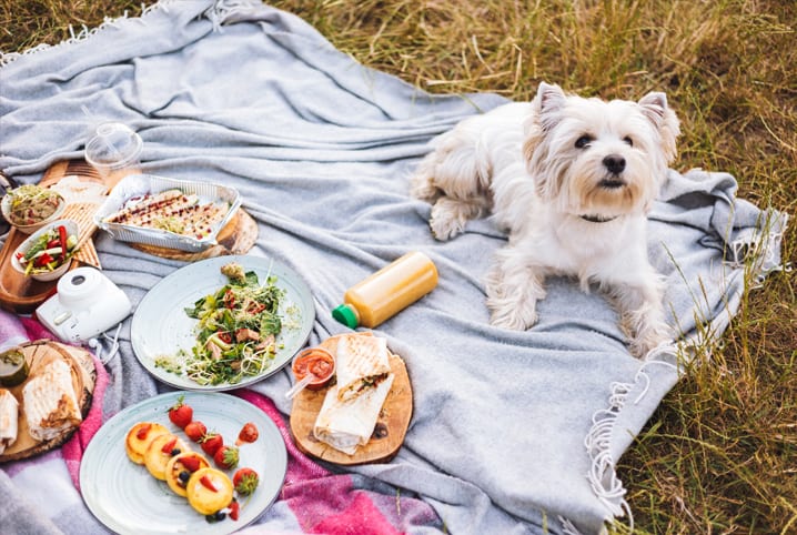 Quais são os alimentos que cachorro não pode comer? Descubra aqui!