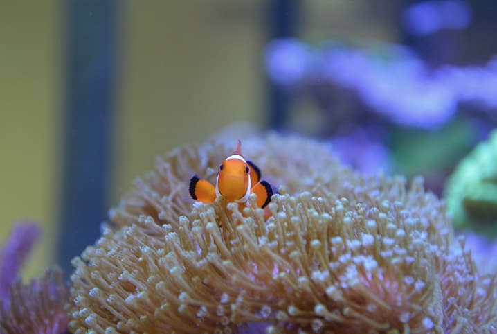 Ração para peixe de aquário: como escolher a ideal