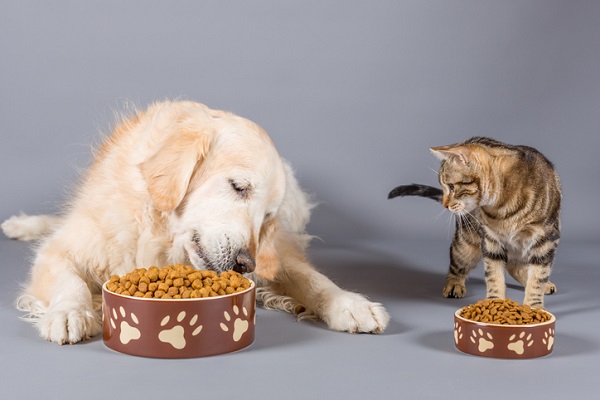 Tudo sobre transgênicos na alimentação dos pets