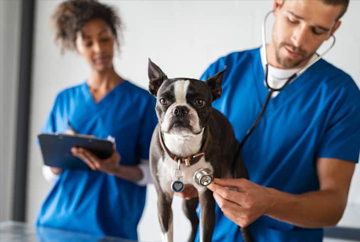 Tumor cardíaco em cães: descubra como a doença afeta os pets