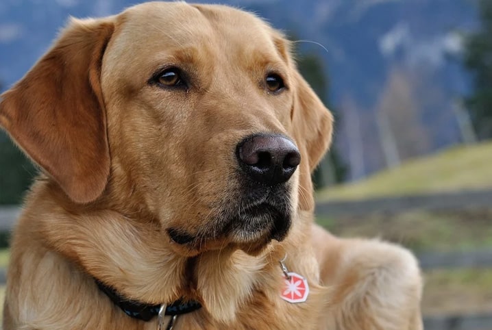 5 raças de cachorro de fazenda e os cuidados com eles nesse ambiente