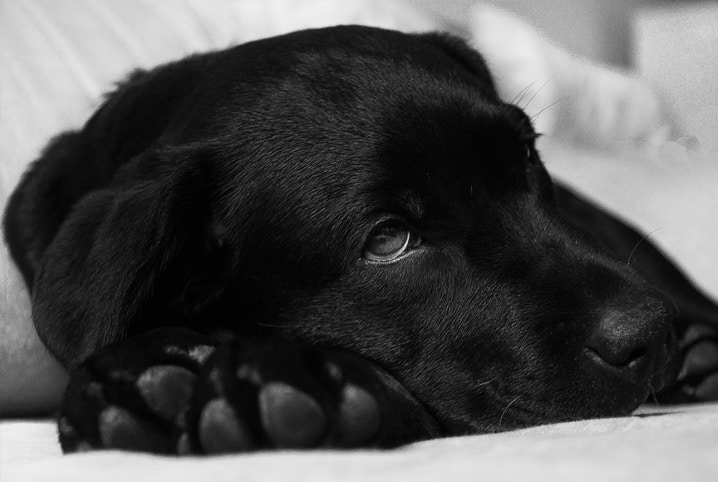 Cachorro com nariz escorrendo: descubra o que pode ser