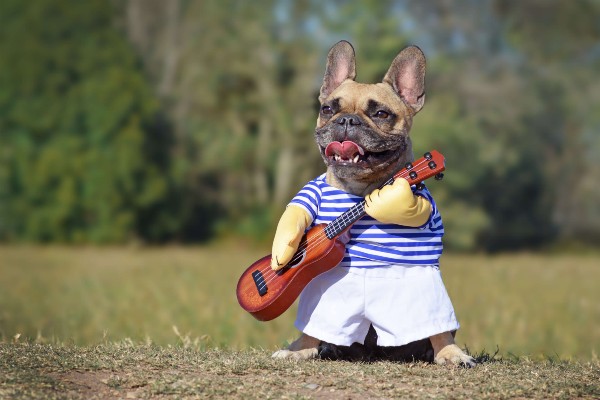 Carnaval: usar ou não fantasias nos pets?