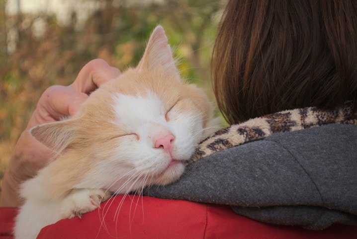 Cat sitting: o que eu preciso saber antes de contratar