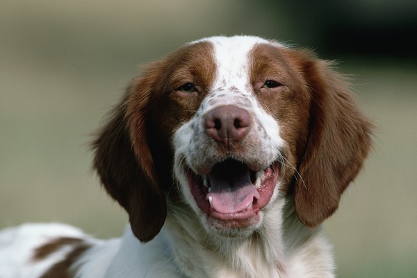 Cinco raças de cães super sociáveis