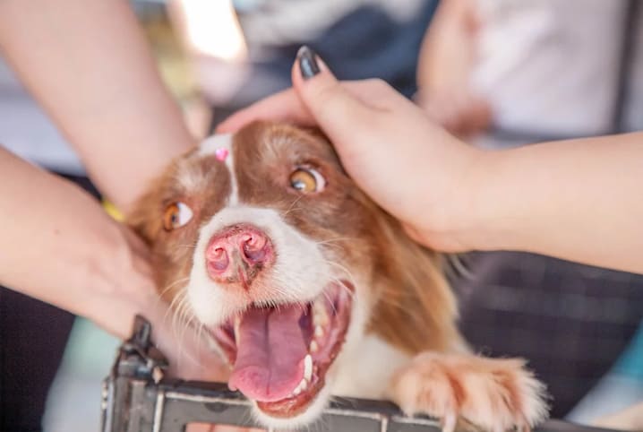 Como adotar cachorro? 6 dicas para quem deseja um novo amigo