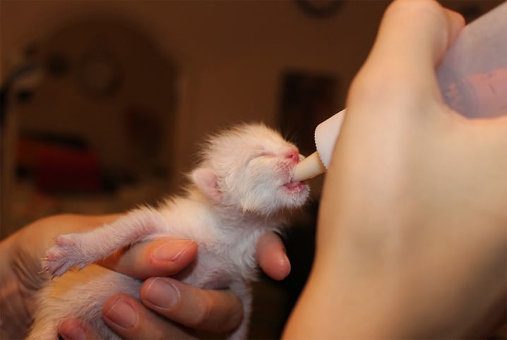 Como alimentar filhote de gato: descubra como cuidar de gatinhos