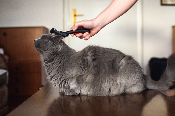 Como manter o pelo do seu gato bonito e brilhante