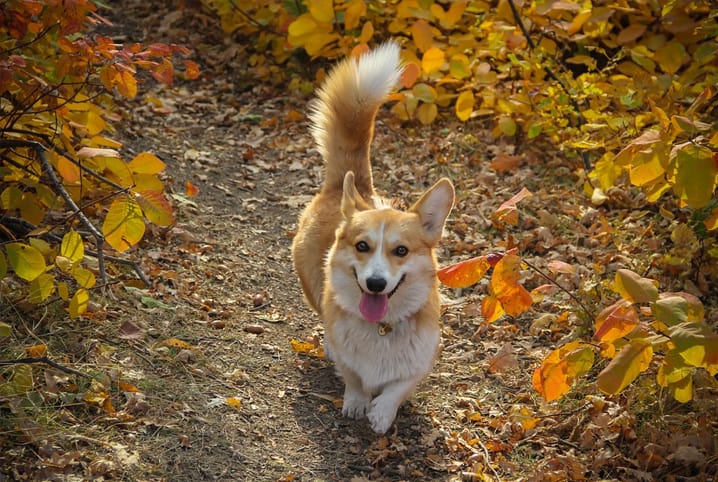 Como o cachorro se comunica? 3 formas de linguagem canina