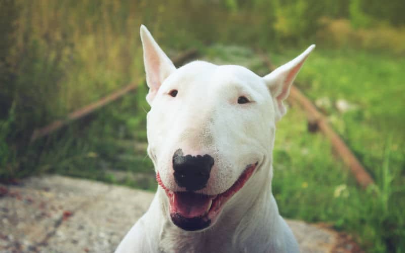 Conheça raças de cachorro médio apaixonantes