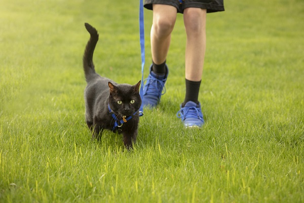 Dicas e cuidados na hora de passear com seu gato