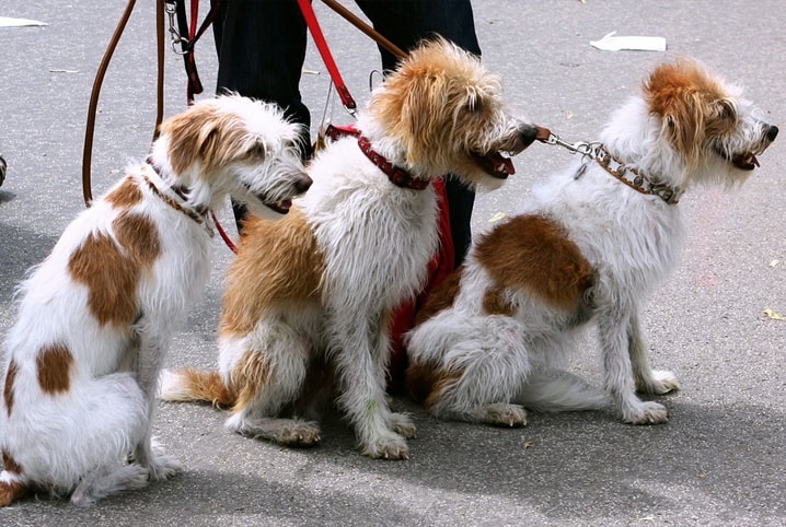 Dog walker: o que buscar na hora de contratar o serviço?