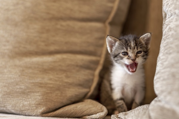 Entenda porque seu gato filhote mia com tanta frequência