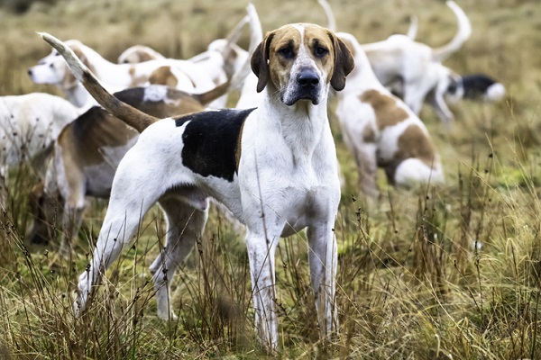 Foxhound Americano – Principais doenças