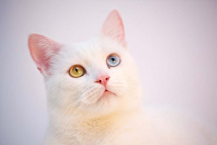 Gato com heterocromia: conheça essa charmosa condição dos bichanos!