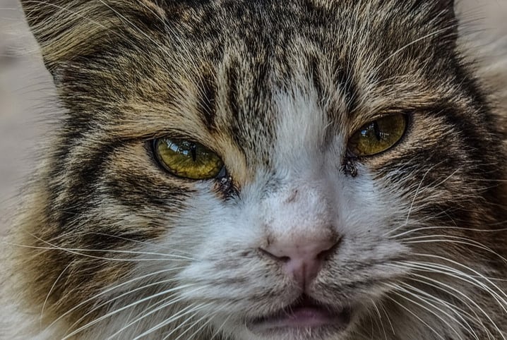 Gato com olho lacrimejando: o que pode ser?