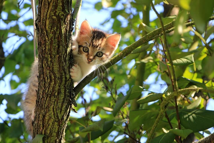 Gato hiperativo: como lidar com um pet cheio de energia!