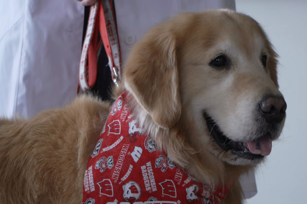 Homem compra propaganda para agradecer médicos veterinários que salvaram seu cão