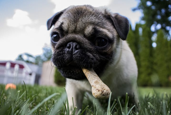 Nutrição de cães e gatos: como cuidar de nossos amigos de quatro patas