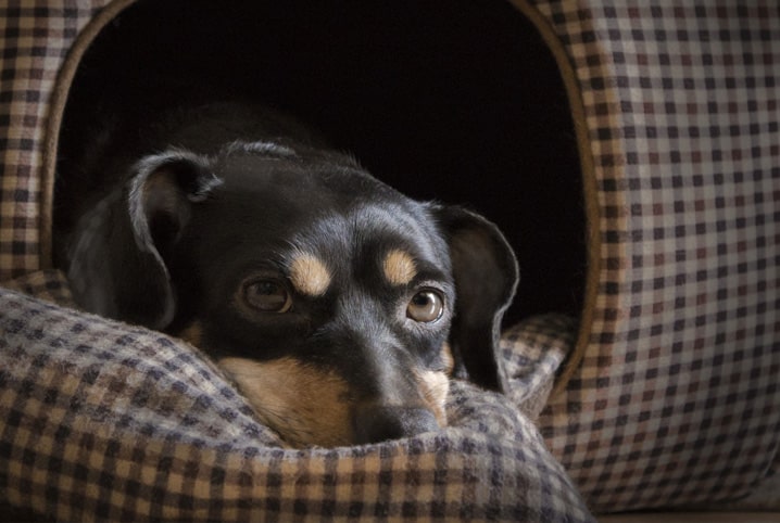 O que é dermatite canina e como tratar?