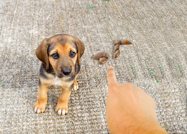 Opções de tapetes higiênicos para cachorro