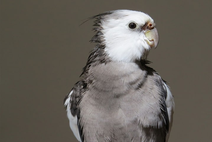 Origem da calopsita: você sabe de onde vieram esses pets?