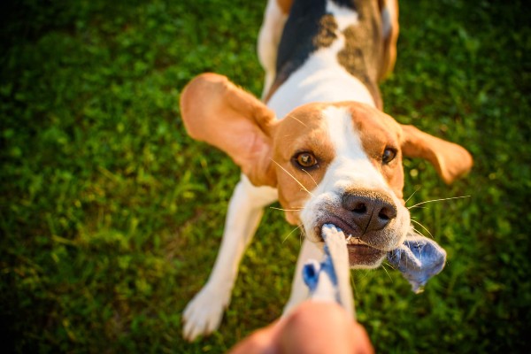 Raças de cães mais difíceis de serem treinadas