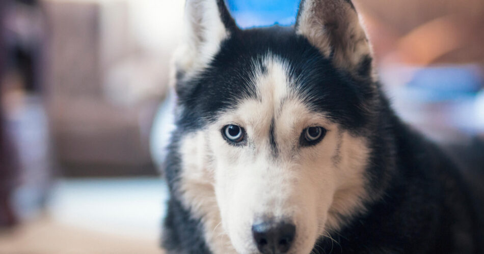 Raças de cães que podem ter olhos verdes ou azuis