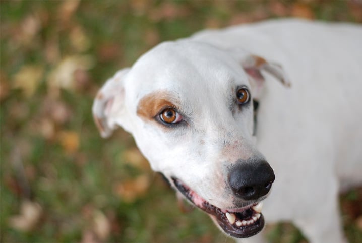 Saiba como dar comprimido para cachorro!