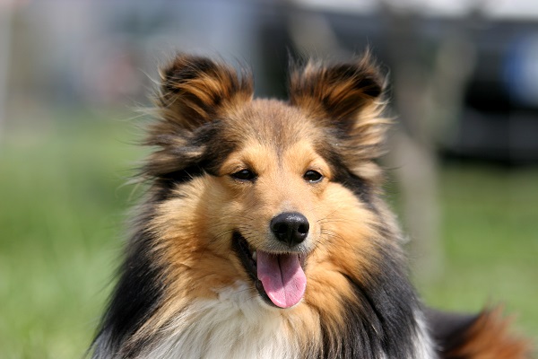 Saiba mais sobre o Pastor de Shetland, o Mini Collie