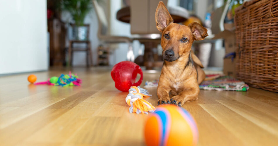 Sete produtos essenciais para quem vai adotar um cachorro pequeno