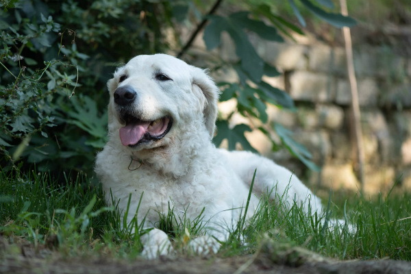 Temperamento do Kuvasz