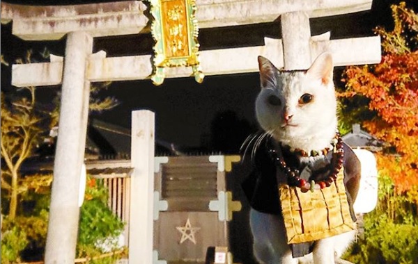 Templo dedicado aos gatos faz sucesso no Japão