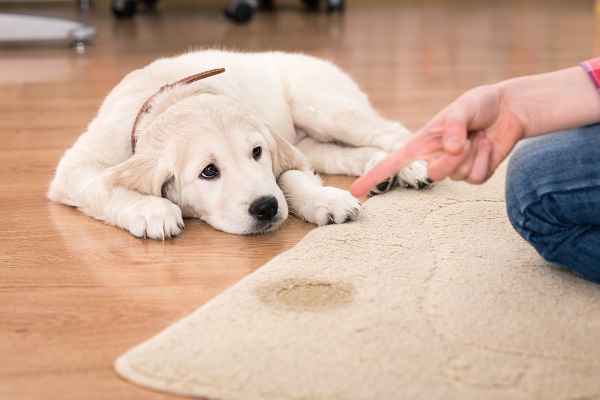 Tipos de educadores sanitários para cães