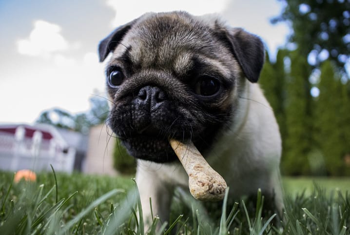 Aprenda como desengasgar cachorro