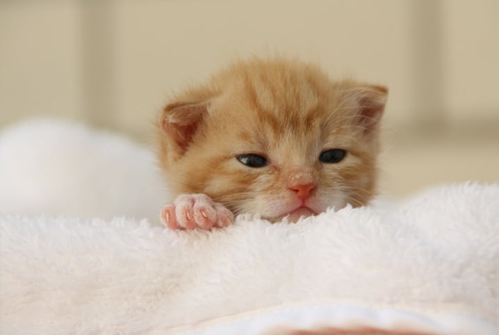 Banho em gato filhote: introduzindo bons hábitos desde cedo!