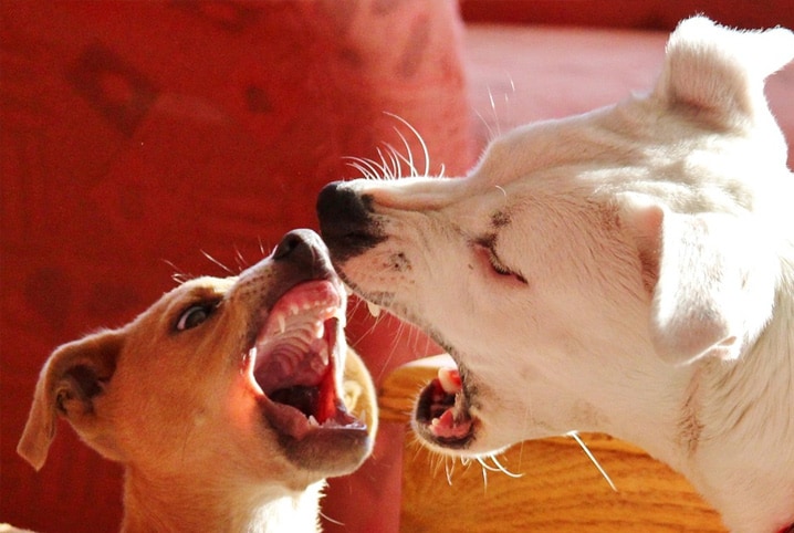 Cachorro brigando? Saiba como separar brigas entre cães