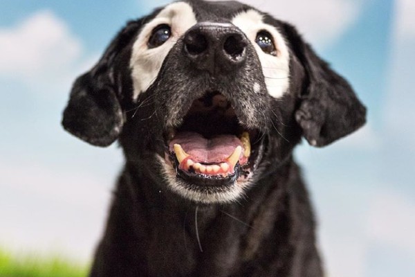 Cachorro com vitiligo vira inspiração para menino com a doença