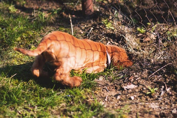 Cachorro comendo terra? Entenda o que pode ser