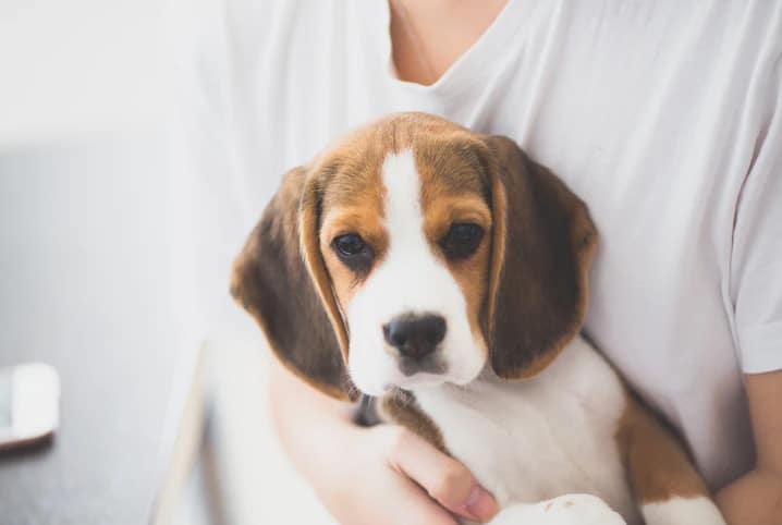 Cachorro estressado: sintomas e tratamento