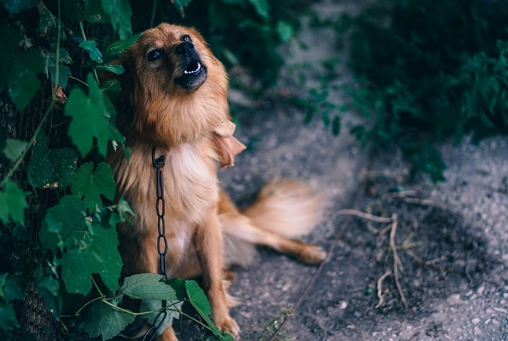 Cachorro latindo muito? 5 dicas para lidar com o problema