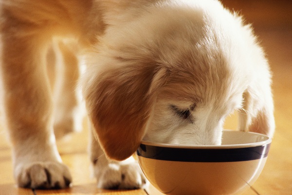 Cachorro pode comer sardinha?