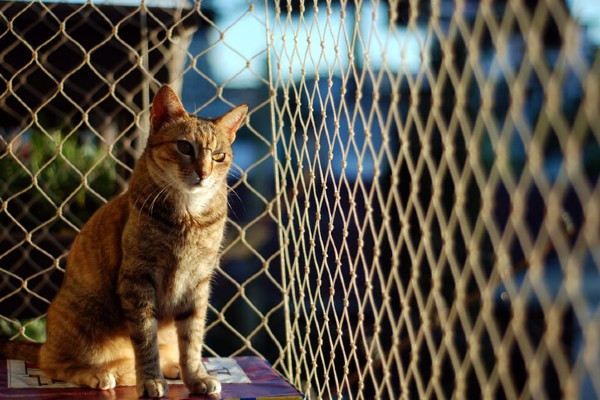 Cinco motivos para NUNCA deixar que seu gato tenha vida livre