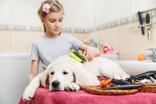 Cinco produtos para dar um banho a seco no seu cachorro