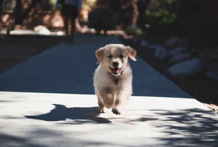 Como adestrar cachorro filhote: preparamos algumas dicas