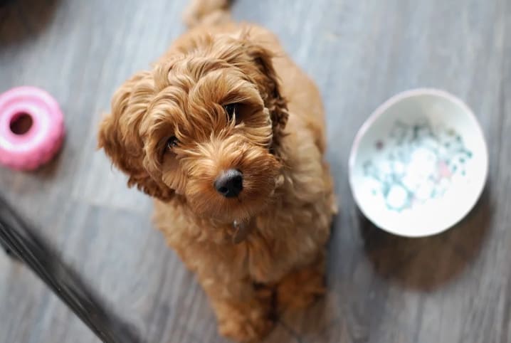 Como fazer o cachorro comer ração? Veja algumas dicas!